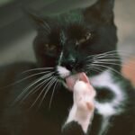A black and white cat grooming its paw with its tongue in a close-up portrait.