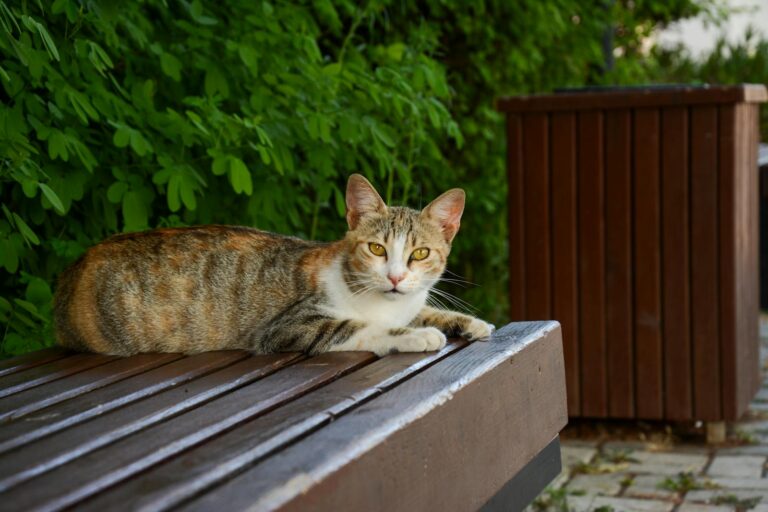 A tabby cat lying on a wooden bench in an urban setting with greenery.