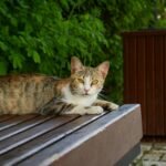 A tabby cat lying on a wooden bench in an urban setting with greenery.