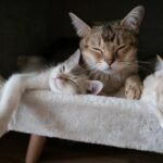 A trio of adorable tabby cats peacefully sleeping on a soft, fluffy chair.