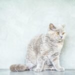 Beautiful British Shorthair cat with orange eyes posing in a minimalist indoor setting.