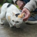 Close-up of a calico cat being petted by a person, outdoors on a rainy day.