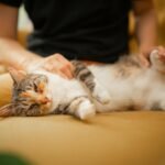 A serene image of a cat lounging on a sofa, softly pet by an adult, capturing a moment of tranquility and friendship.