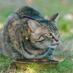 A curious tabby cat licks a bowl outdoors on a sunny day, showcasing its playful nature.