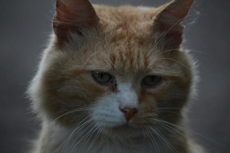 Close-up of a pensive stray cat with striking eyes showcasing survival and resilience.