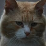 Close-up of a pensive stray cat with striking eyes showcasing survival and resilience.