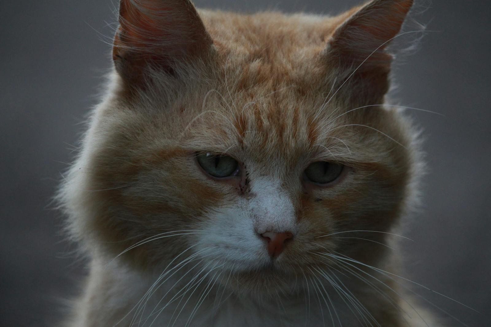 Close-up of a pensive stray cat with striking eyes showcasing survival and resilience.