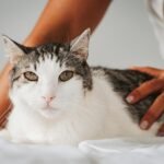 A tabby cat being gently petted indoors, capturing a cozy moment in San José, Costa Rica.