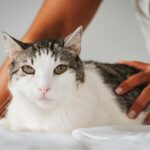 A tabby cat being gently petted indoors, capturing a cozy moment in San José, Costa Rica.