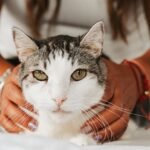 A relaxed tabby cat being lovingly held by a woman indoors, capturing a moment of warmth.