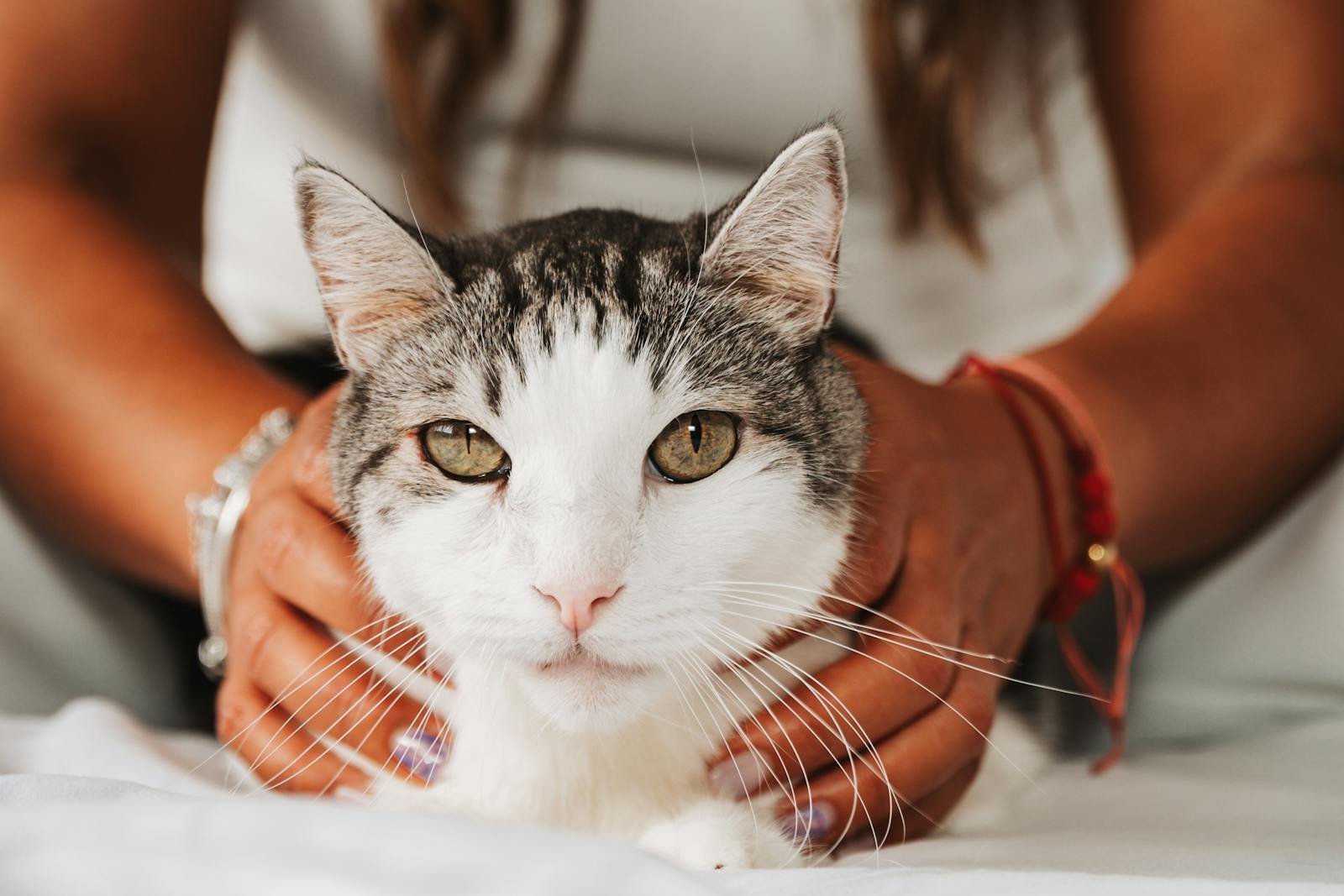 A relaxed tabby cat being lovingly held by a woman indoors, capturing a moment of warmth.