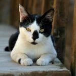 A striking black and white cat lounges outdoors on wooden planks, capturing attention with its intense gaze.