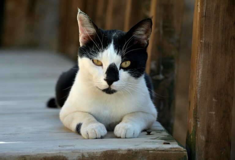 A striking black and white cat lounges outdoors on wooden planks, capturing attention with its intense gaze.