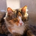 Deepen a Cat’s Trust