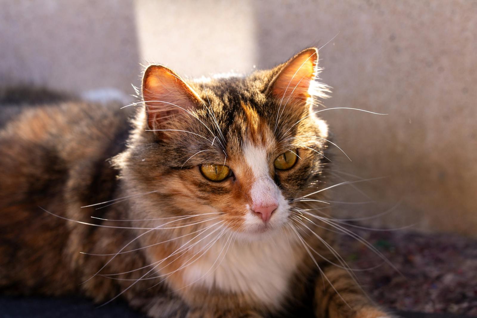 Deepen a Cat’s Trust