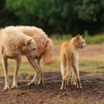 A dog and a cat standing together outdoors, showcasing natural pet friendship.