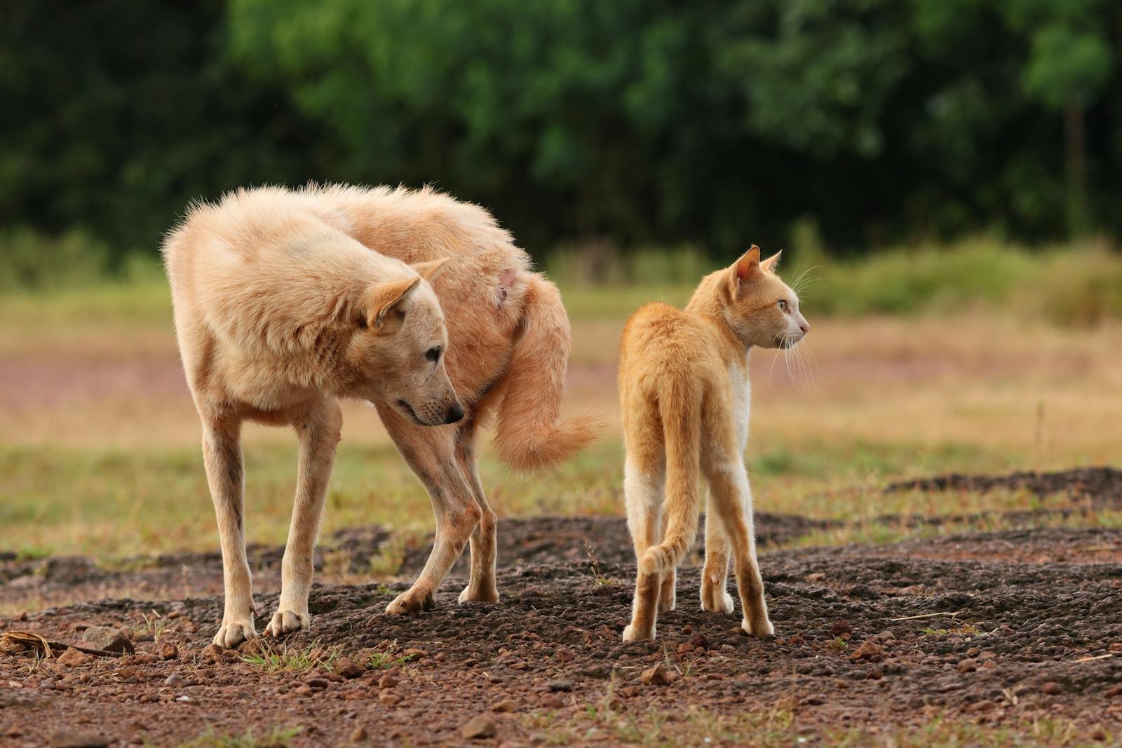 A dog and a cat standing together outdoors, showcasing natural pet friendship.