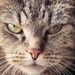 Detailed close-up of a tabby cat's face showcasing its expressive eyes and fur texture.