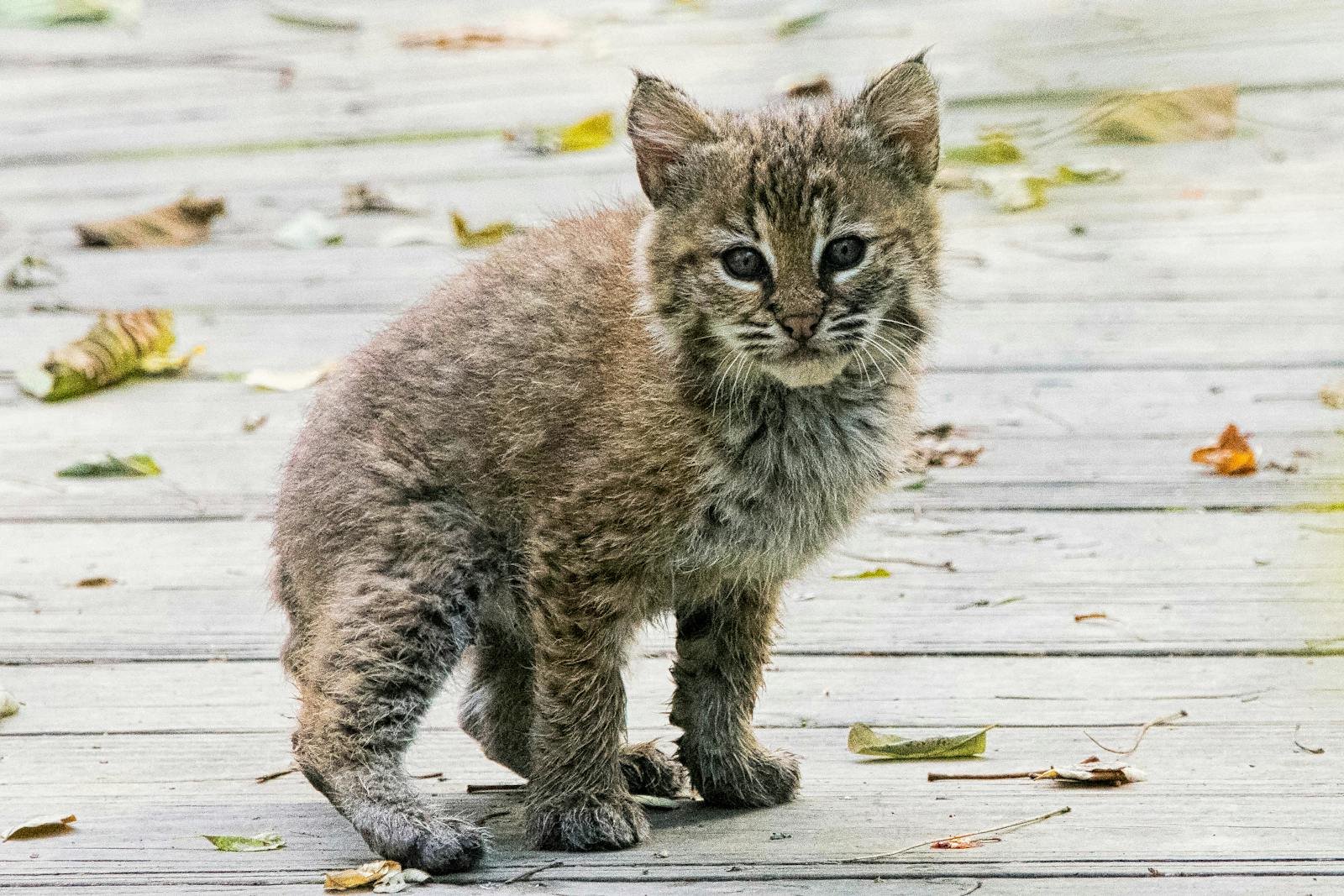 Cute bobcat kitten standing on a wooden deck amidst fallen leaves in autumn.