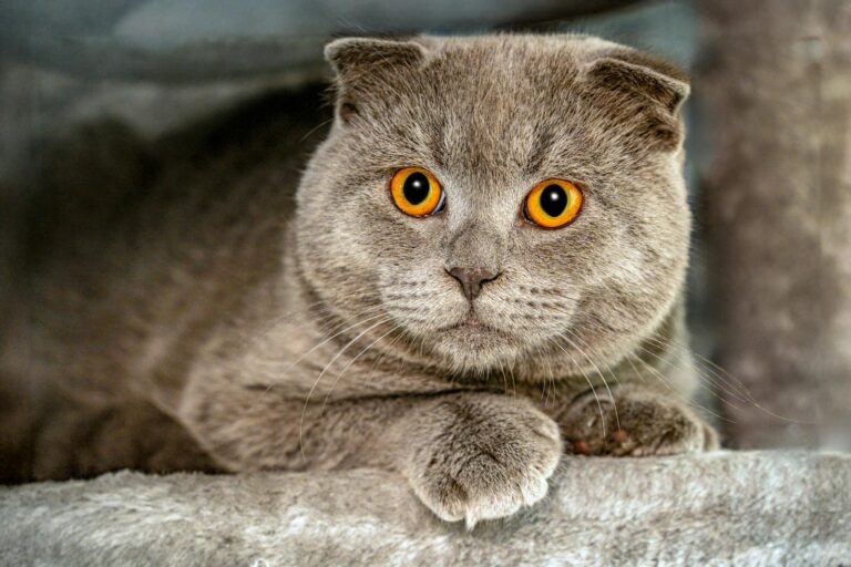 Close-up of a Scottish Fold cat displaying its distinctive bright orange eyes and plush fur.