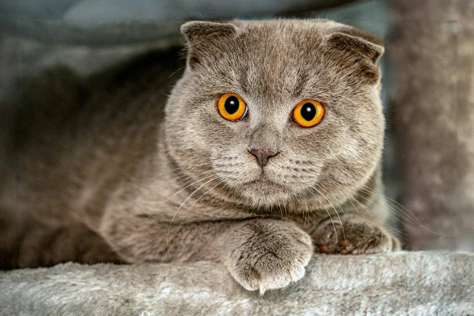 Close-up of a Scottish Fold cat displaying its distinctive bright orange eyes and plush fur.