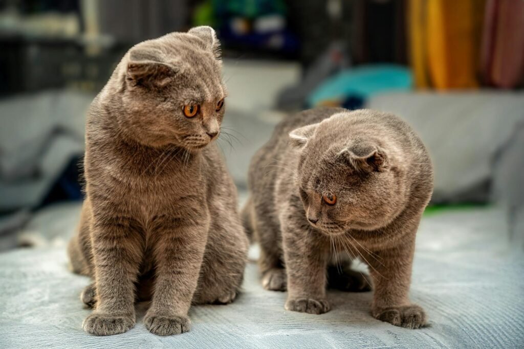 Two British Shorthair cats with plush fur and yellow eyes sitting indoors.