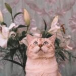 Adorable cat sitting in front of a bouquet of lilies indoors with vintage wallpaper.