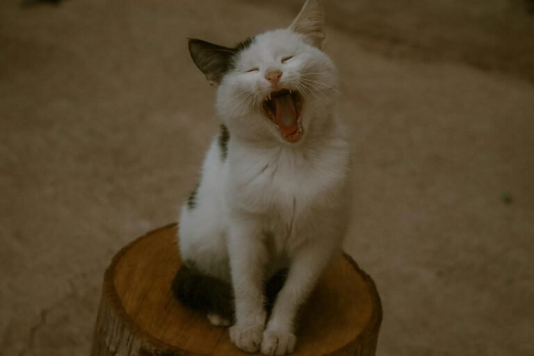 Adorable black and white cat yawning while sitting on a log outdoors, showcasing its open mouth and relaxed pose.