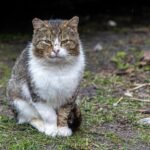 A stray cat sitting outdoors with a thoughtful expression on a grassy ground.