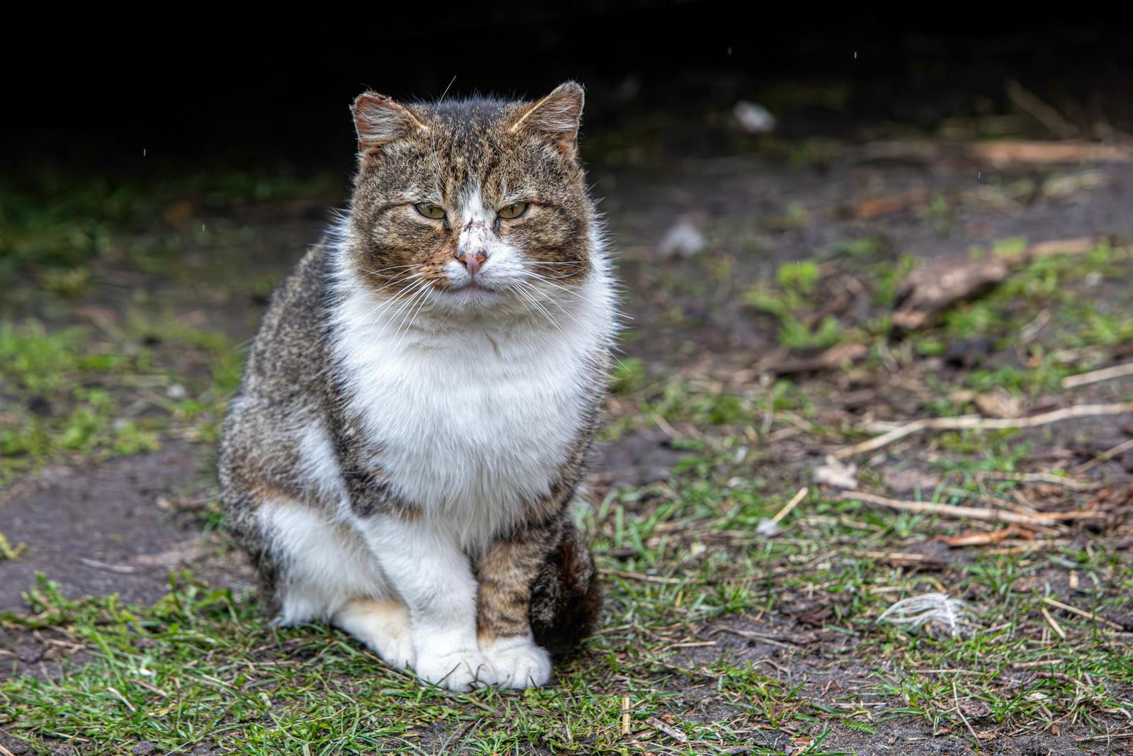 A stray cat sitting outdoors with a thoughtful expression on a grassy ground.