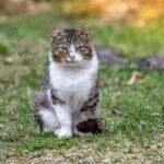 Close-up of a tabby cat sitting on grass, exuding a calm presence in a natural setting.