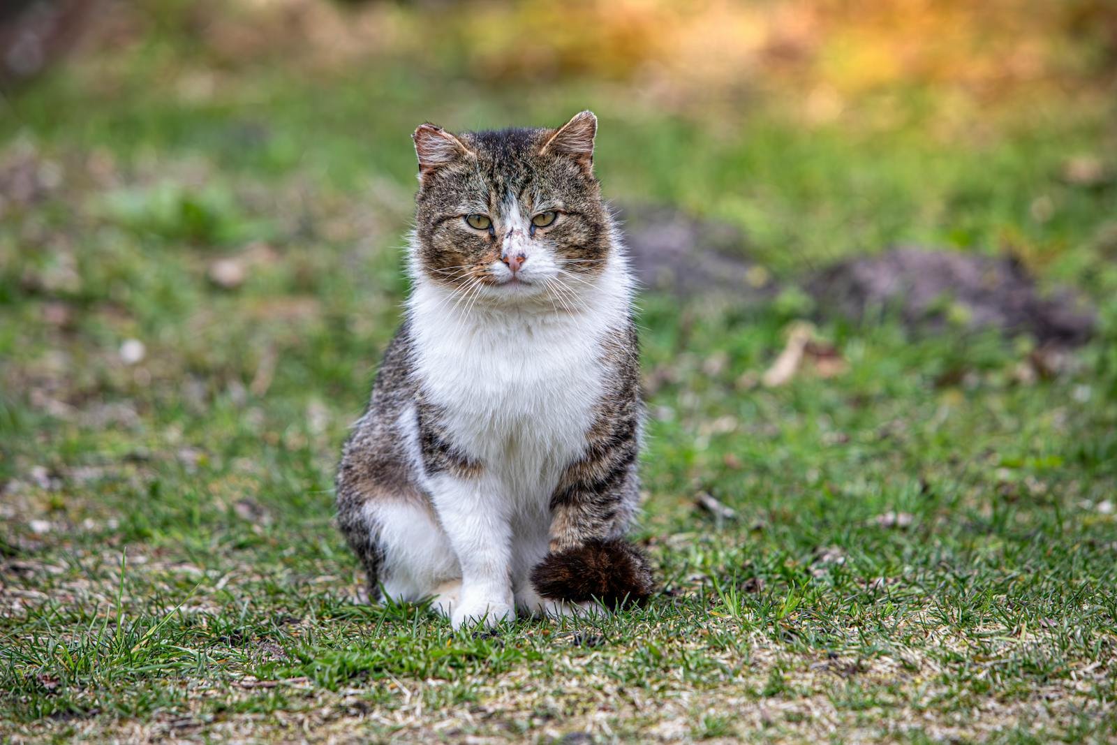 Close-up of a tabby cat sitting on grass, exuding a calm presence in a natural setting.