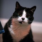 a black and white cat sitting next to a toy