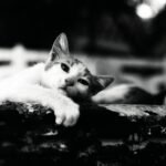 Black and white photo of a relaxed cat lying on a ledge, exuding calm.