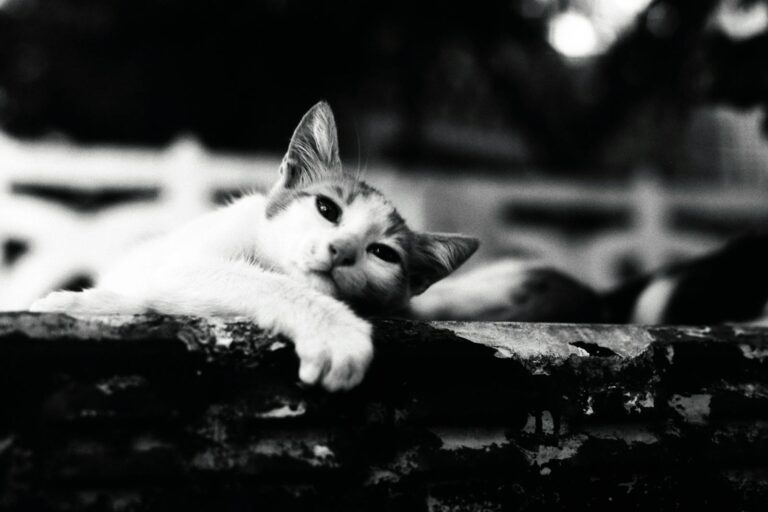 Black and white photo of a relaxed cat lying on a ledge, exuding calm.
