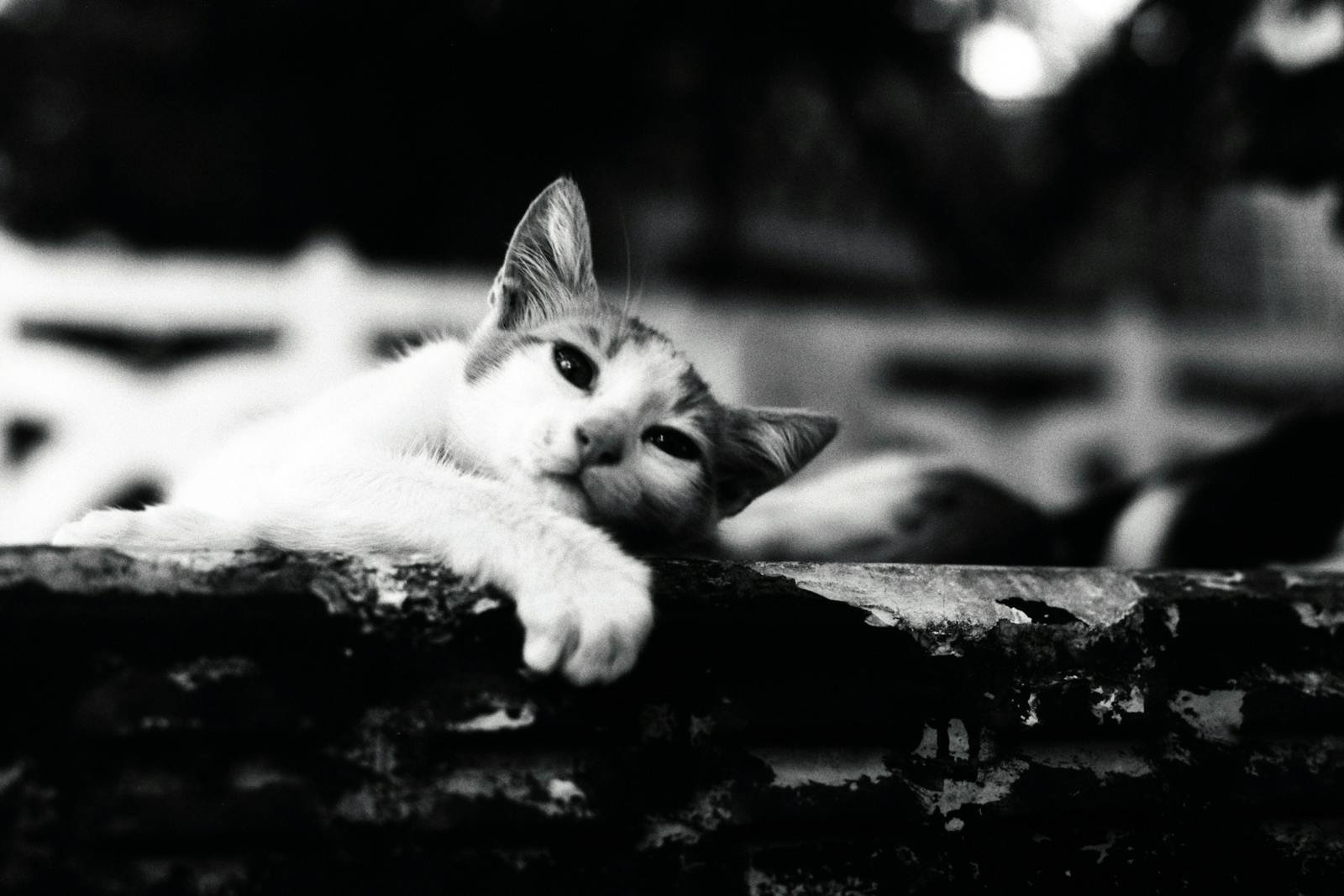 Black and white photo of a relaxed cat lying on a ledge, exuding calm.