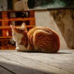 A ginger cat basks in the sun on a rustic wooden deck, enjoying a peaceful moment.