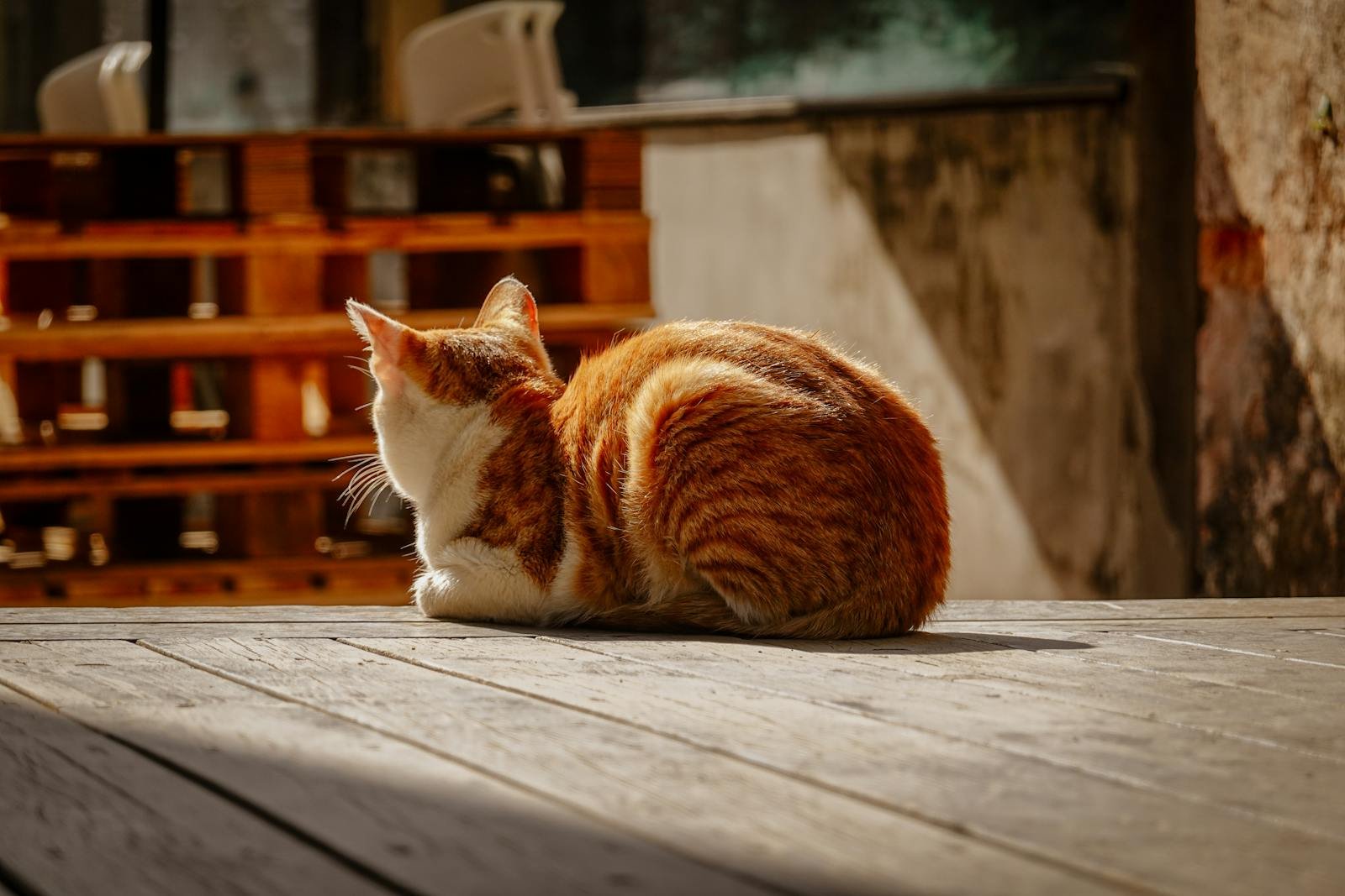 A ginger cat basks in the sun on a rustic wooden deck, enjoying a peaceful moment.