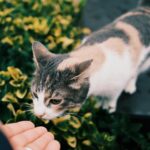 A curious calico cat sniffs a hand amidst lush green garden foliage.