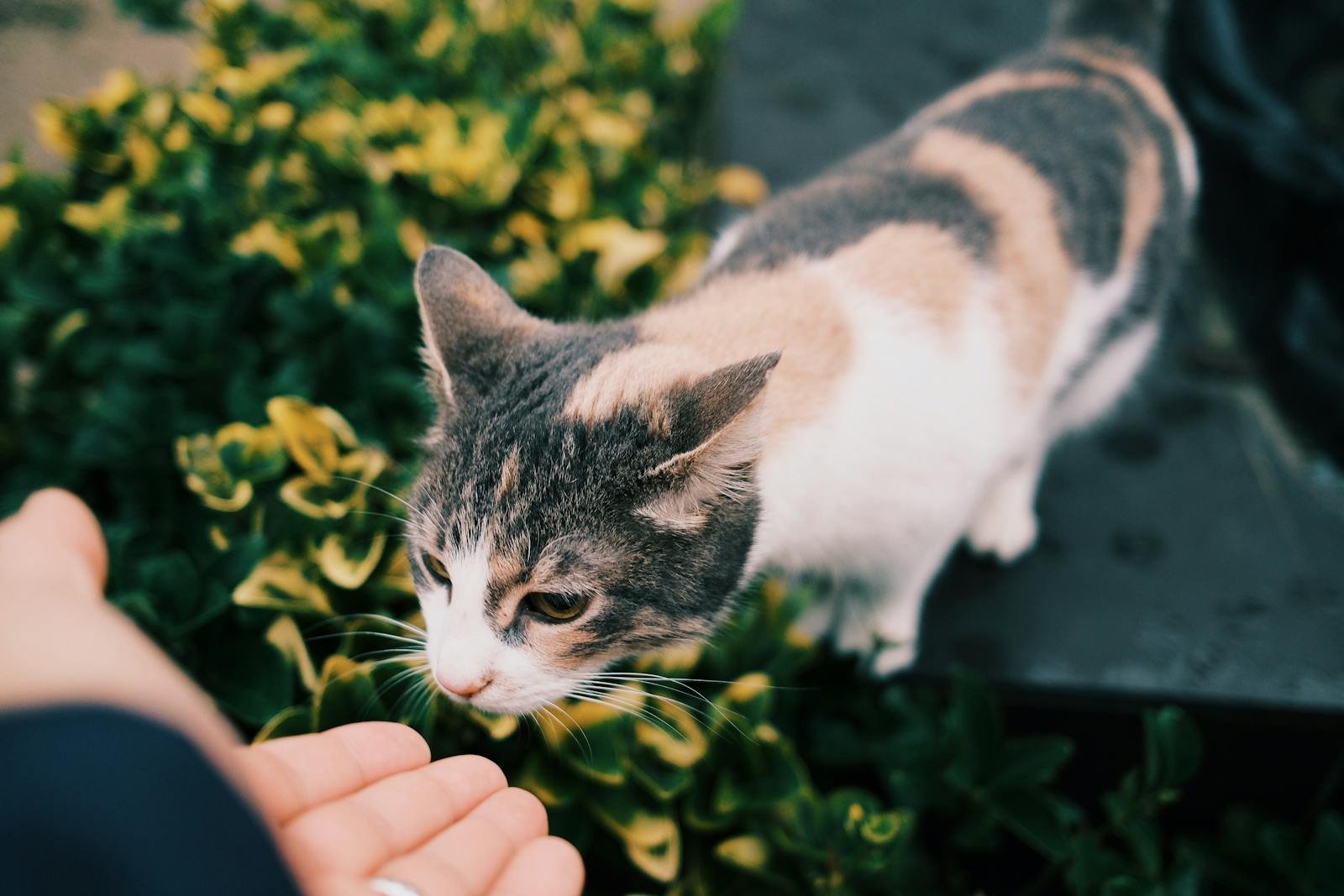 A curious calico cat sniffs a hand amidst lush green garden foliage.