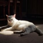 White cat basking in sunlight indoors, creating a calm and cozy atmosphere.