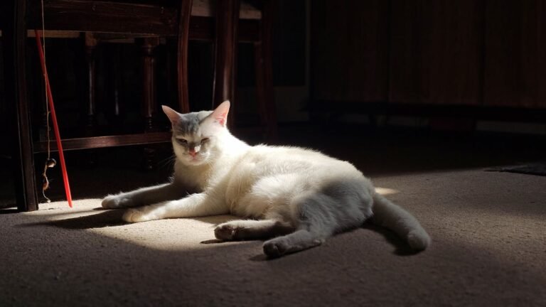 White cat basking in sunlight indoors, creating a calm and cozy atmosphere.