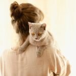 A British Shorthair cat resting on a woman's shoulder indoors, creating a warm and cozy atmosphere.