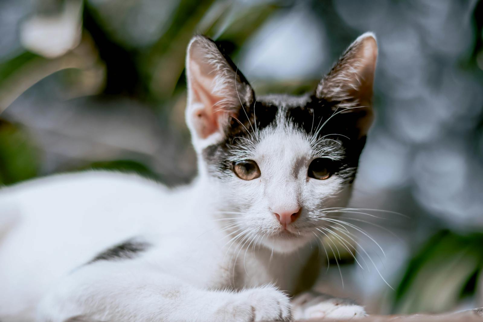 Close-up of a black and white cat lounging outdoors with blurred foliage background.