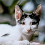 Close-up of a black and white cat lounging outdoors with blurred foliage background.