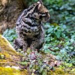 A rare Iriomote cat sitting amidst lush green vegetation in Gangtok, Sikkim, India.