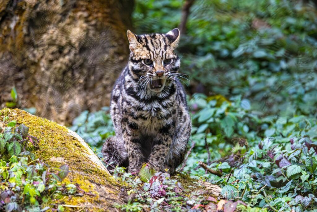 Spotted leopard cat in the lush forests of Gangtok, Sikkim, India, showcasing natural beauty.