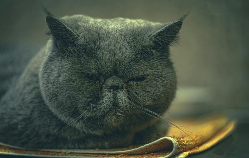 Close-up of a sleepy exotic shorthair cat with a soft focus background.