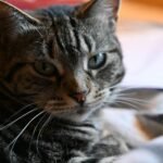 Charming close-up of a relaxed tabby cat with bright eyes lying indoors.