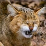 Close-up of a wildcat grinning amidst dry leaves in a forest setting.
